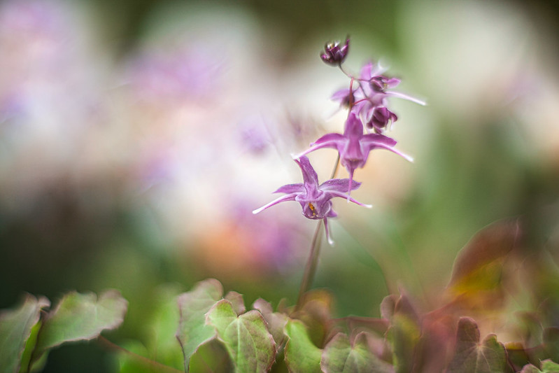 epimedium