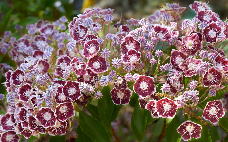 Kalmia