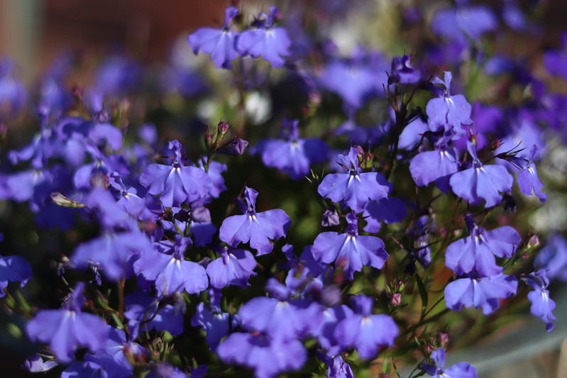 Lobelia