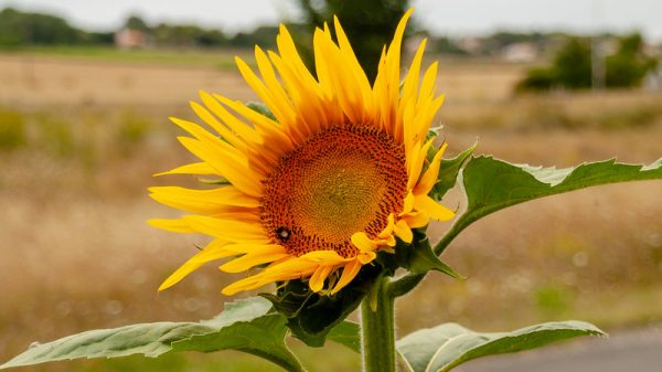 Tournesol