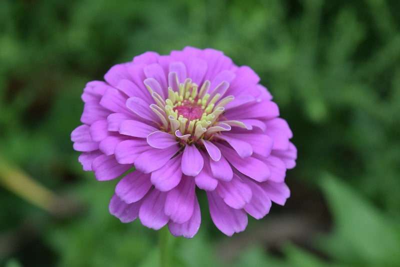 zinnia