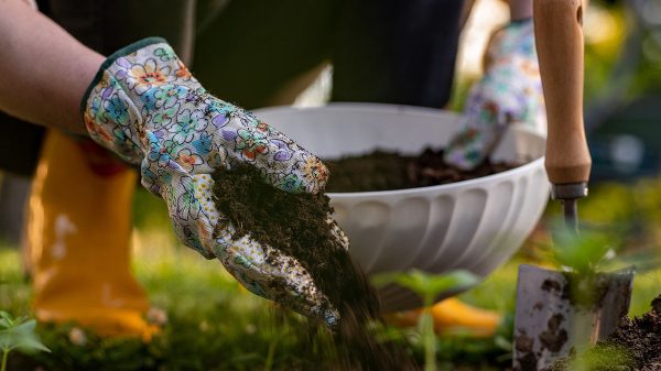 Jardin sans pesticide : les 6 meilleures techniques pour réussir