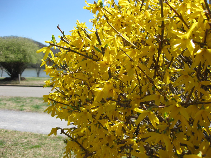 Forsythia