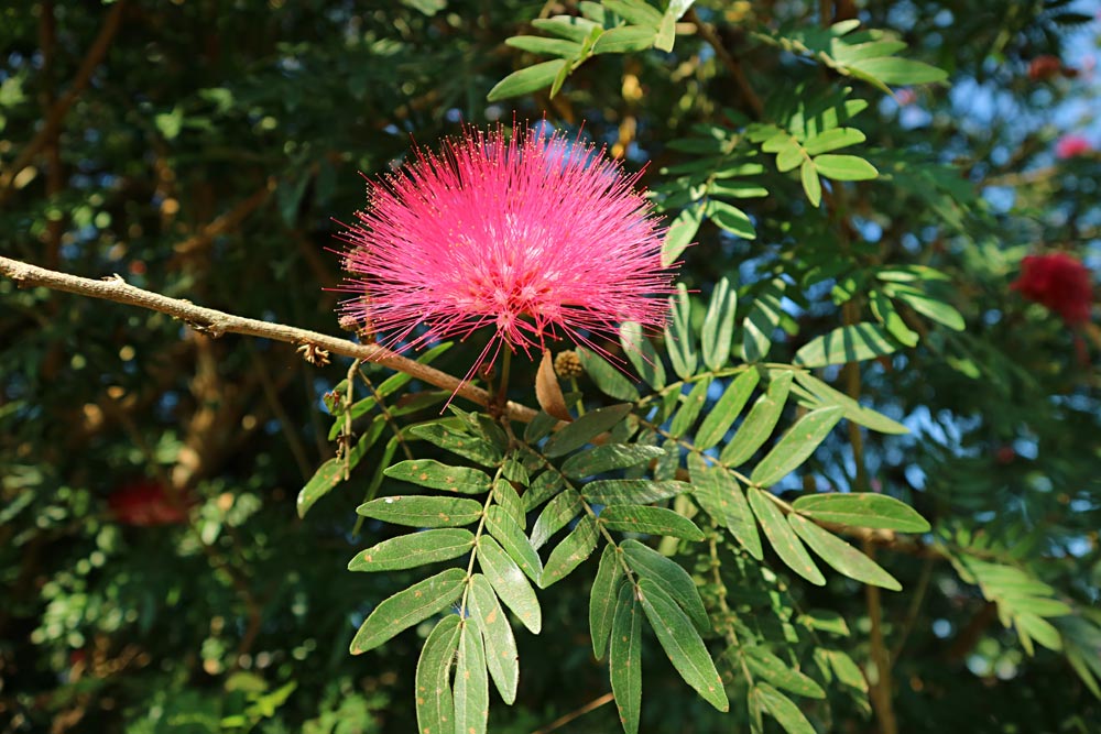 Albizia