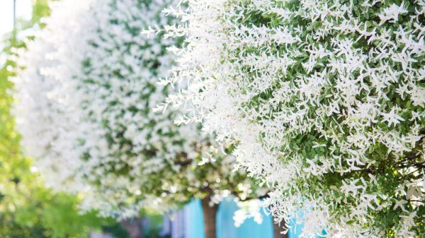 arbres fleurs blanches