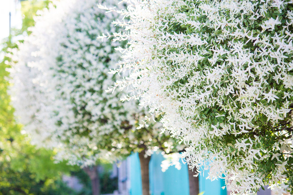 arbres fleurs blanches