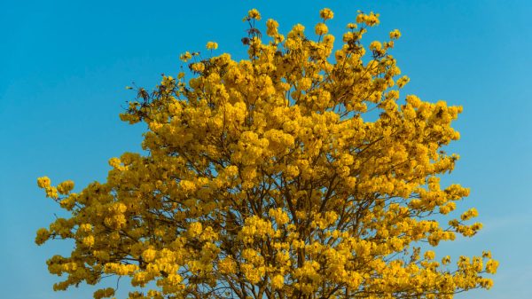 Arbres à fleurs à jaunes
