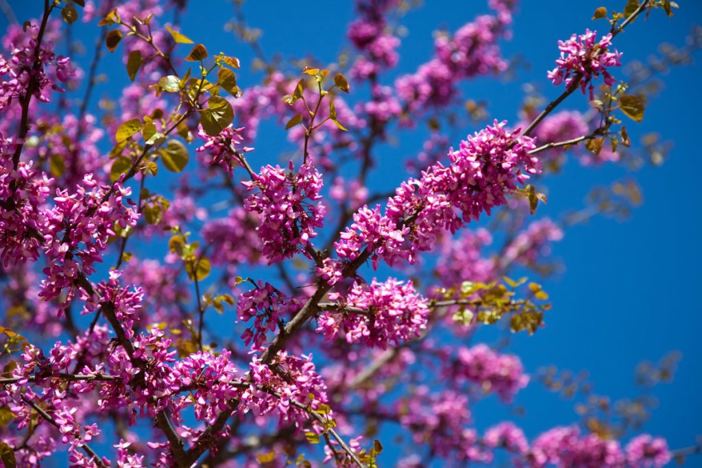 Arbres fleurs roses