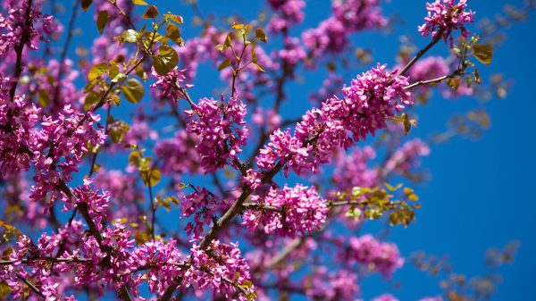 Arbres fleurs roses