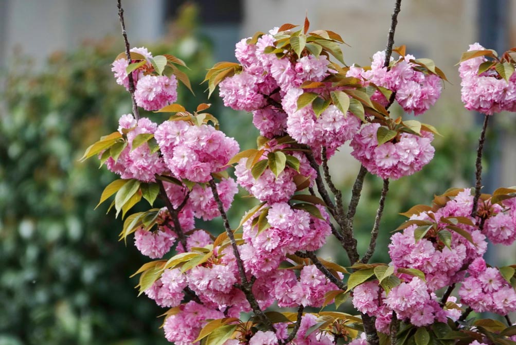 Cerisier à fleurs