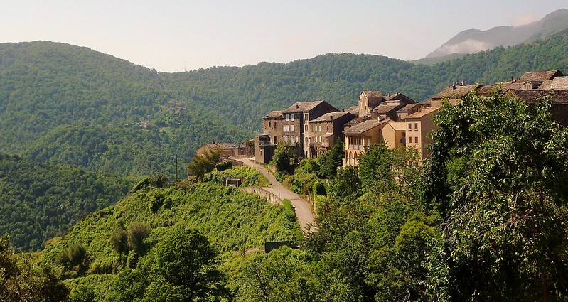 Forêt Corse