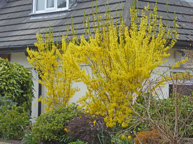 Forsythia