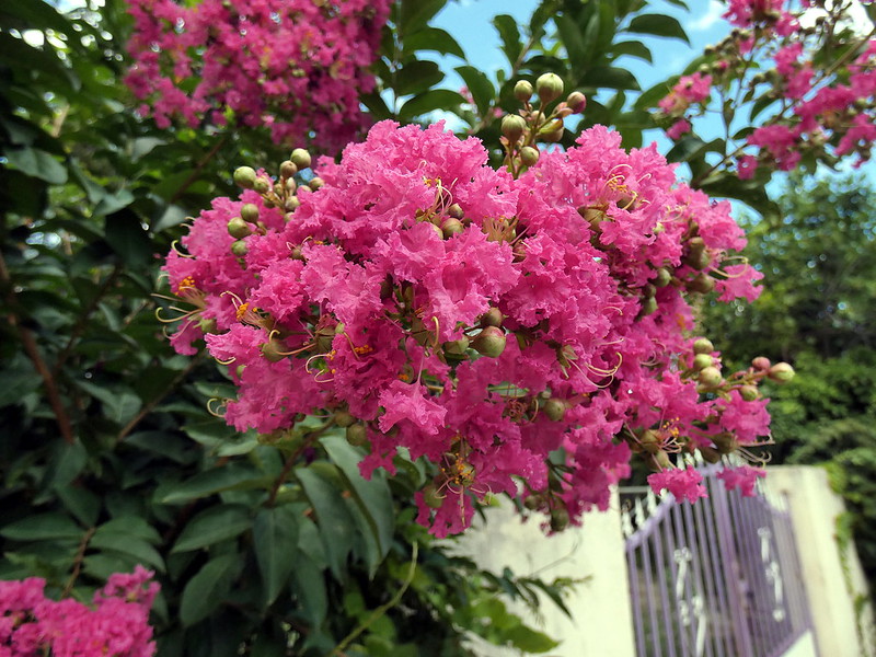 Lilas des Indes