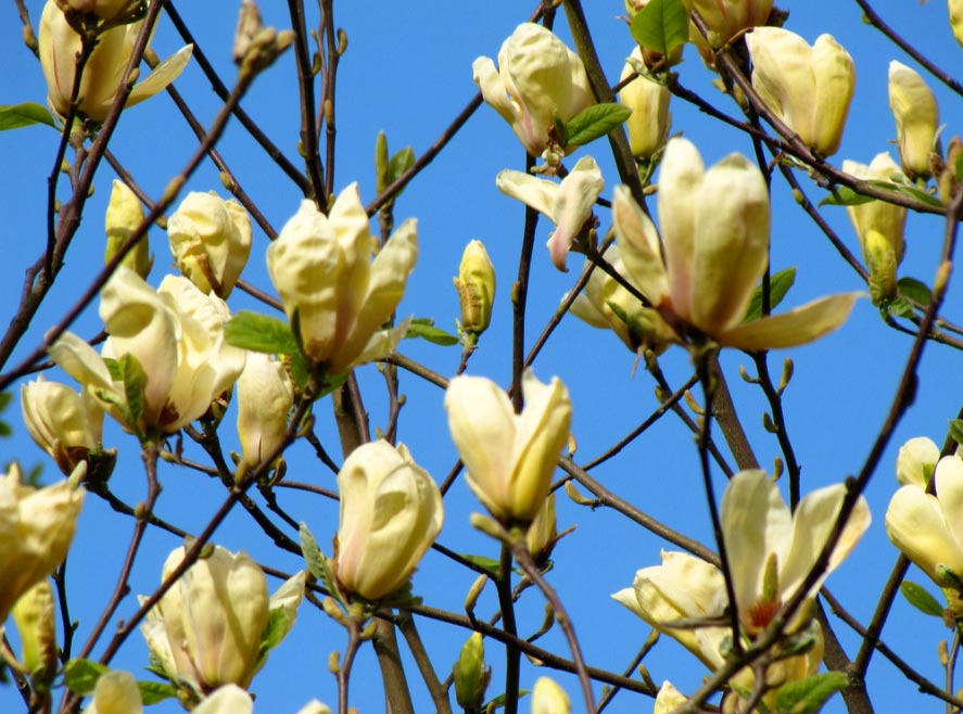 magnolia jaune