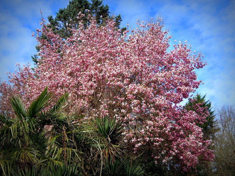 magnolia tulipier