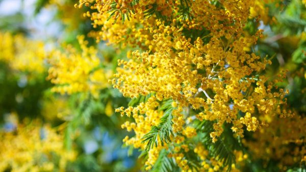 Mimosa