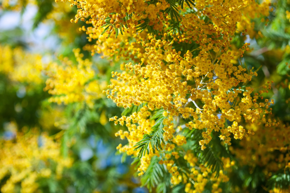 Mimosa