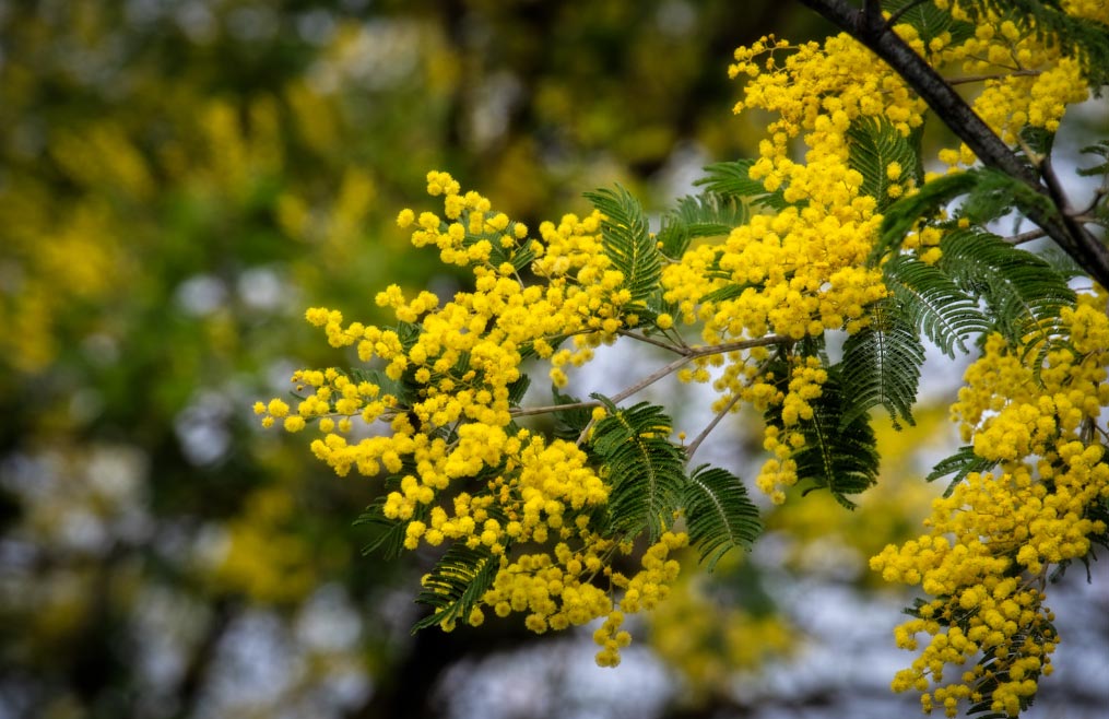 Mimosa dans un jardin