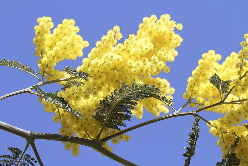 Bouton d'or, le mimosa