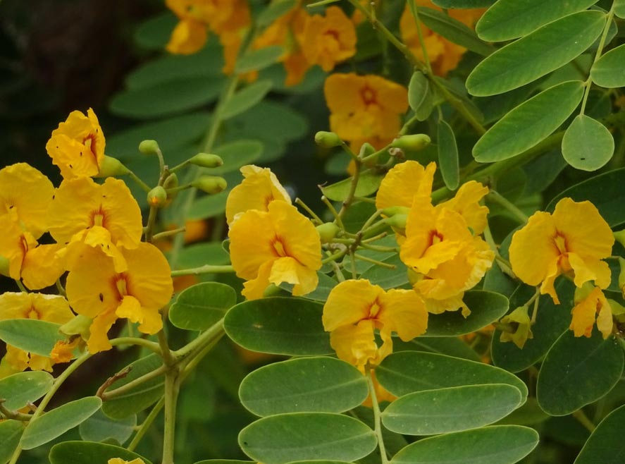 Tipuana tipu