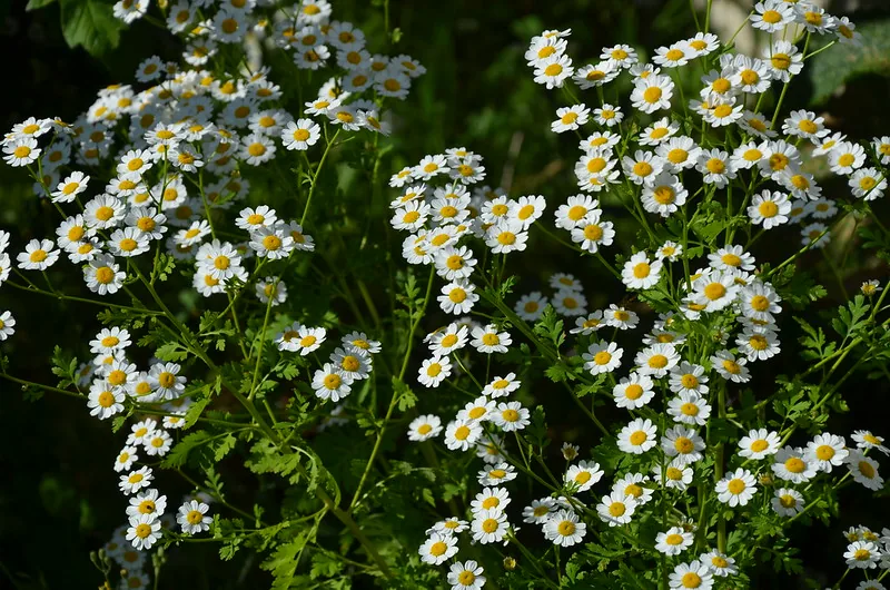 Fleurs de camomille aux pétales blancs et au cœur jaune