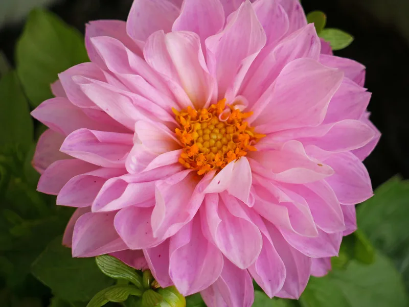 Fleur double de dahlia rose au cœur orangé