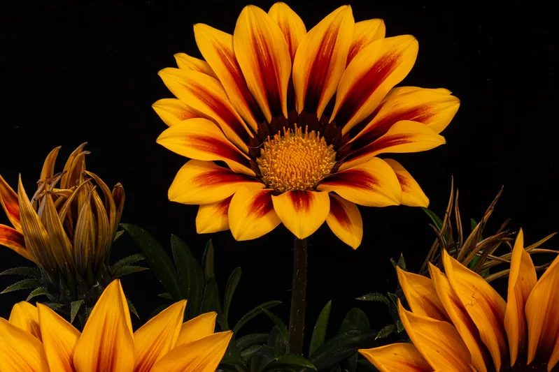 Fleur de gazania orange avec des marques sombres autour du cœur
