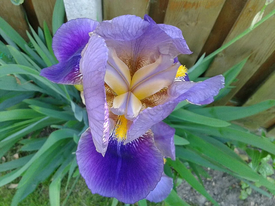 Fleur d’iris barbu aux pétales violets et aux marques jaunes