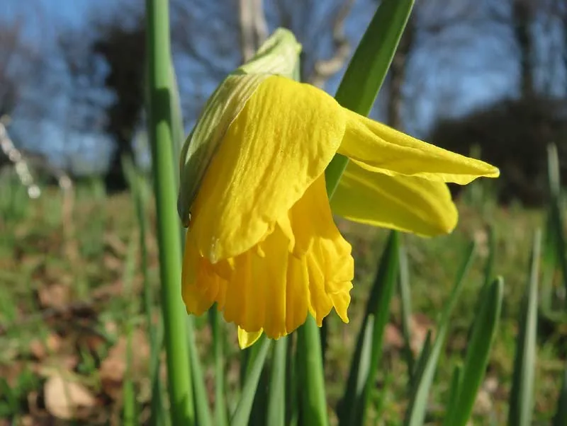 Fleur jaune de jonquille sauvage vue de profil
