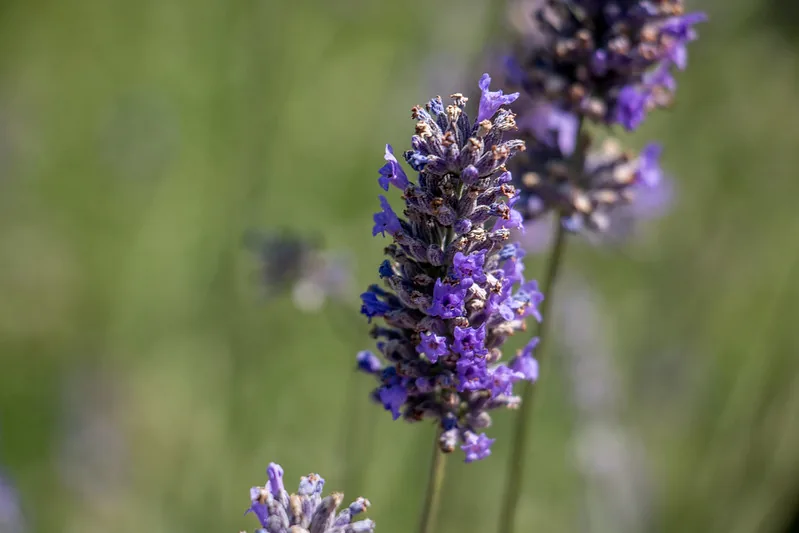Épis de fleurs violettes de lavande