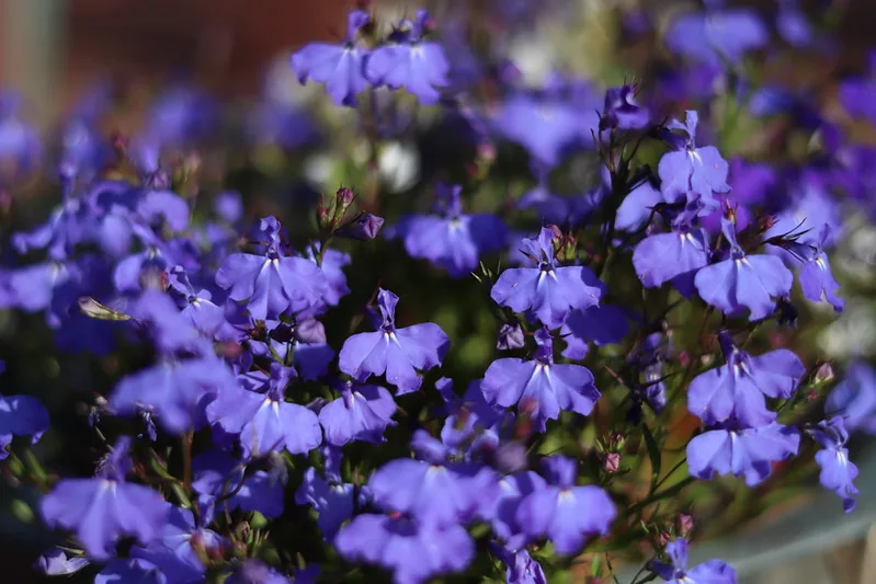 Petites fleurs bleues de lobélia réunies en touffe