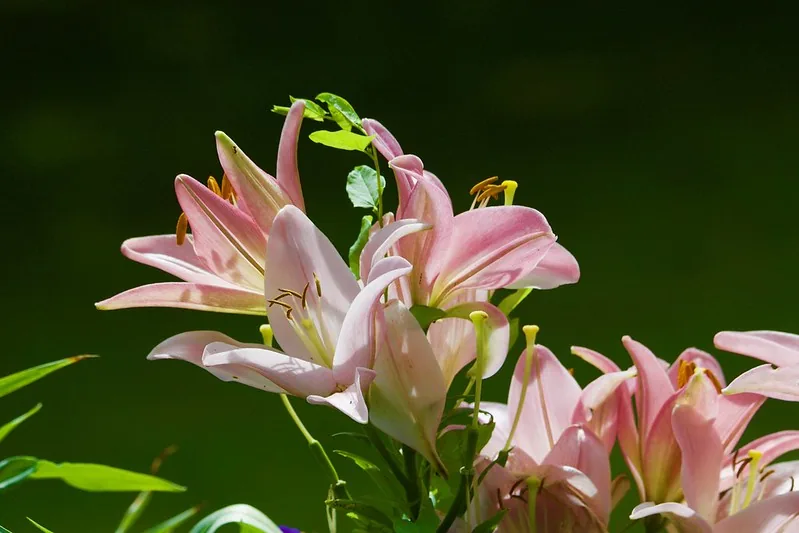 Fleurs de lys roses et blanches aux longues étamines