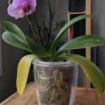 Orchidée avec feuille inférieure jaune