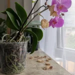 Orchidée perdant ses fleurs en intérieur