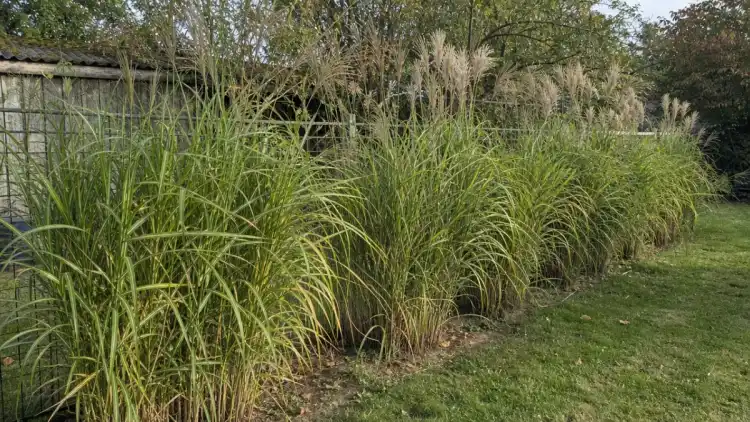 Haie de miscanthus dans un jardin