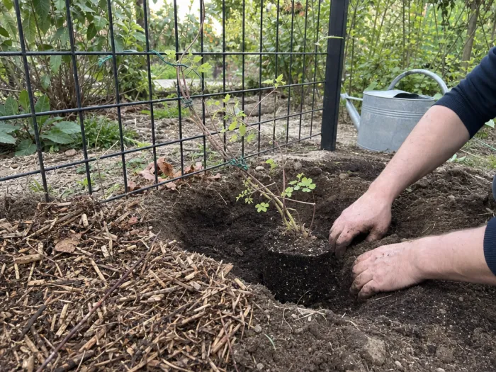 Plantation d’une akébie près du treillage