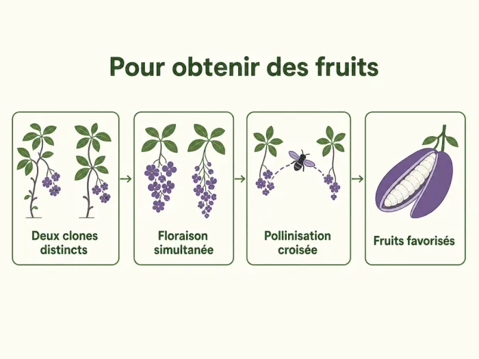 Pollinisation croisée de deux akébies