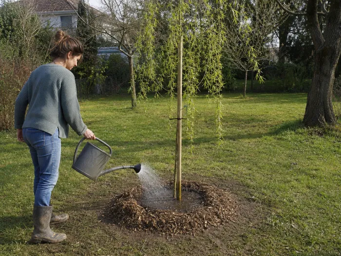 Plantation correcte d’un jeune saule pleureur