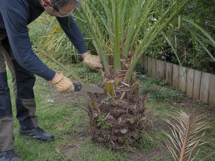 Coupe prudente d’une palme sèche