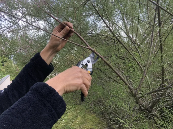 Coupe mesurée sur rameau de tamaris