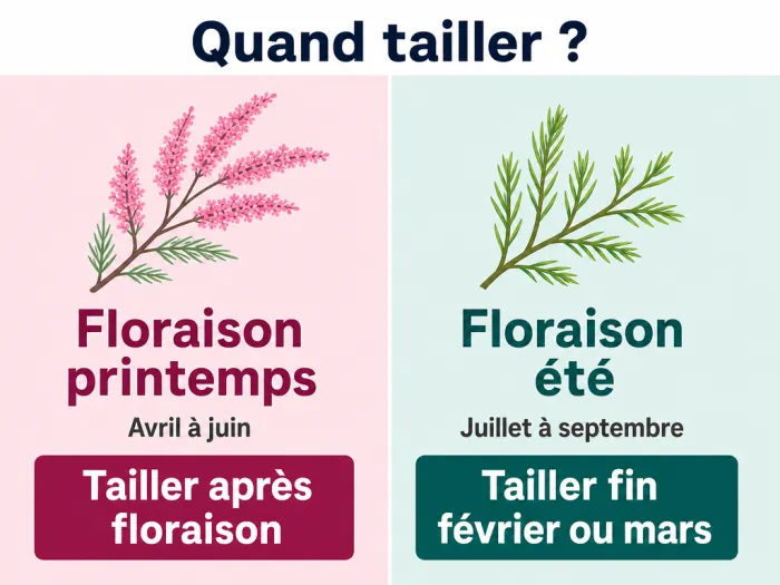 Calendrier de taille du tamaris