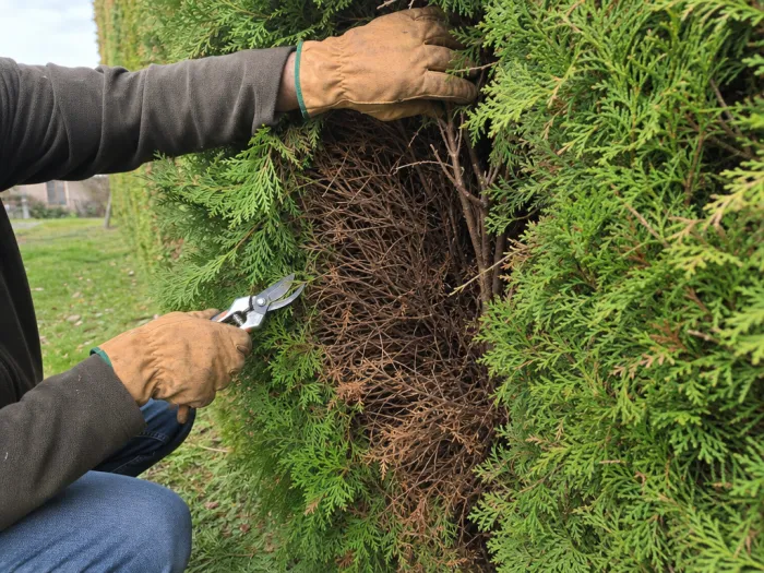 Limite entre feuillage vert et bois