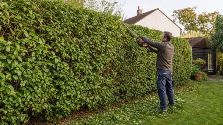 Taille saisonnière d’une haie de jardin