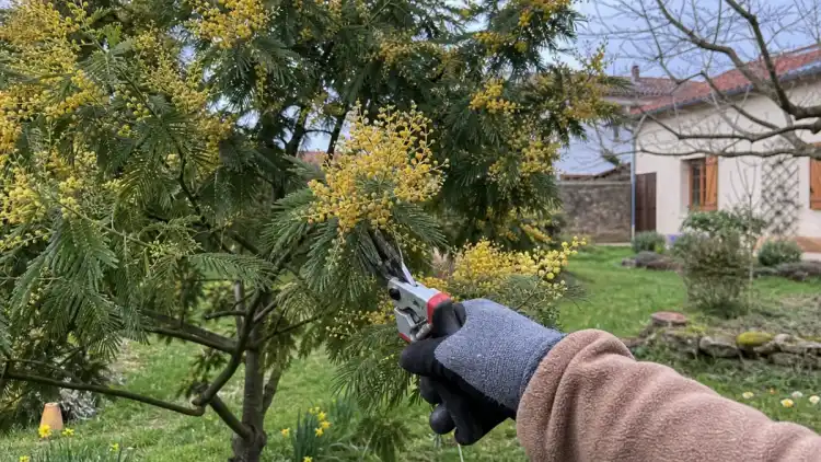 Tailler un mimosa après floraison