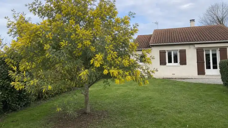 Mimosa planté loin de la maison