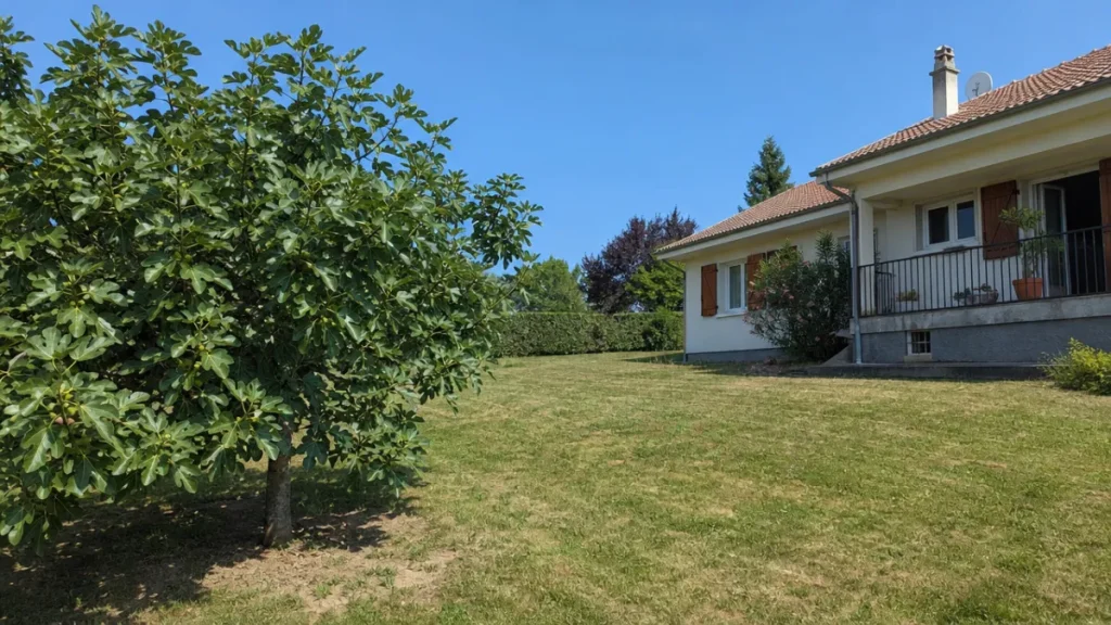 Figuier planté loin d’une maison