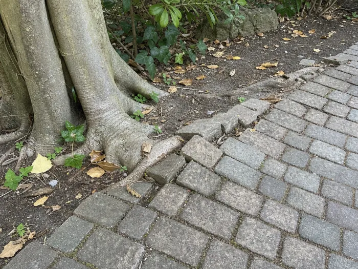 Racines de figuier soulevant des pavés
