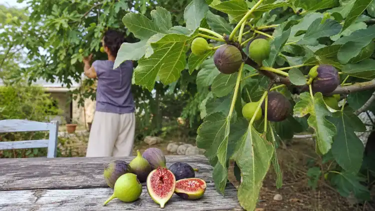 Figues mûres sur figuier femelle