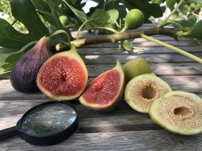 Intérieur de figues mâle et femelle
