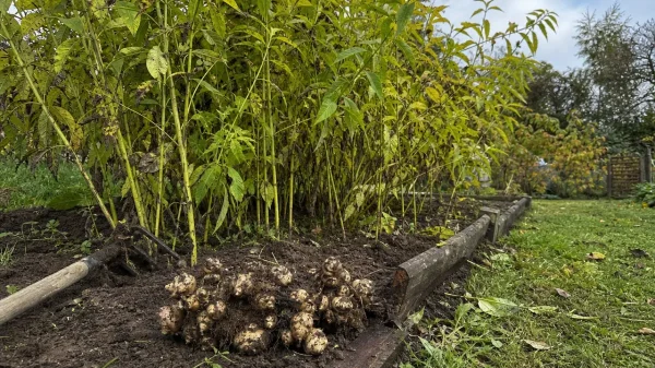 Topinambours cultivés et tubercules récoltés